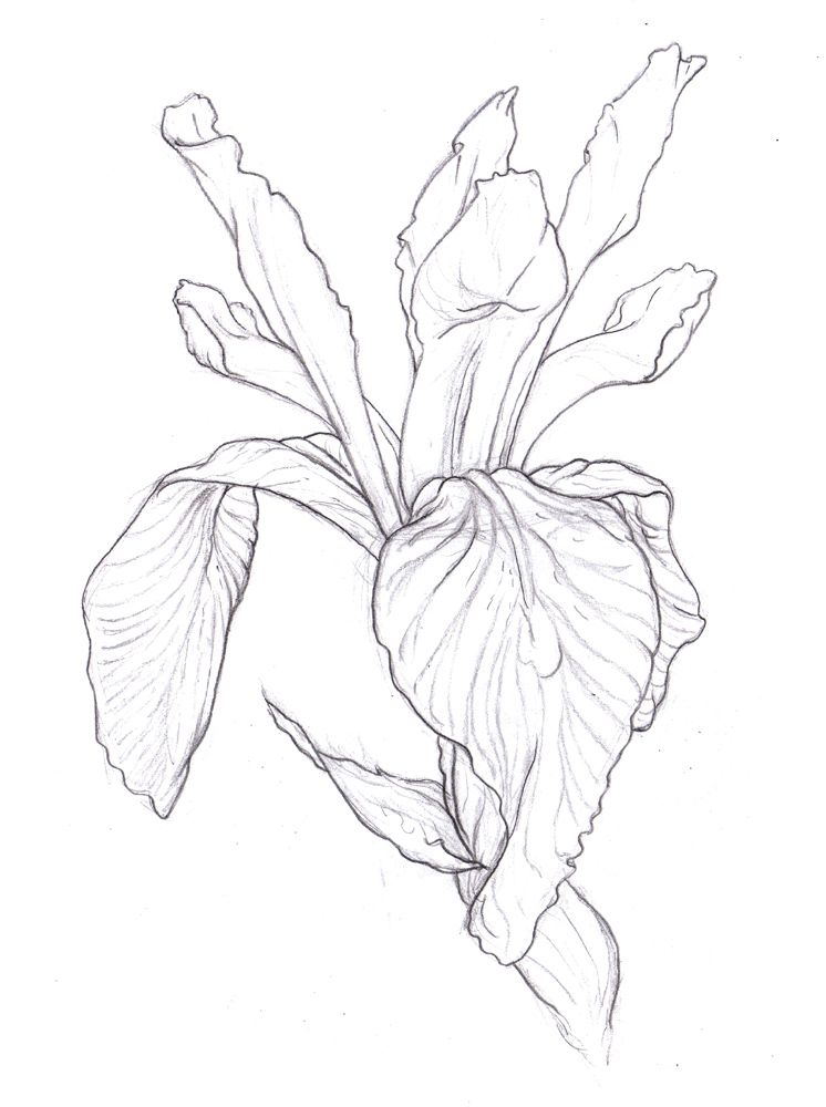 746x1000 Iris Drawing