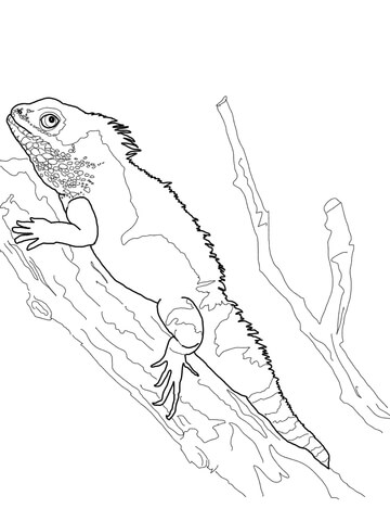 360x480 Chinese Water Dragon Coloring Page Free Printable Coloring Pages