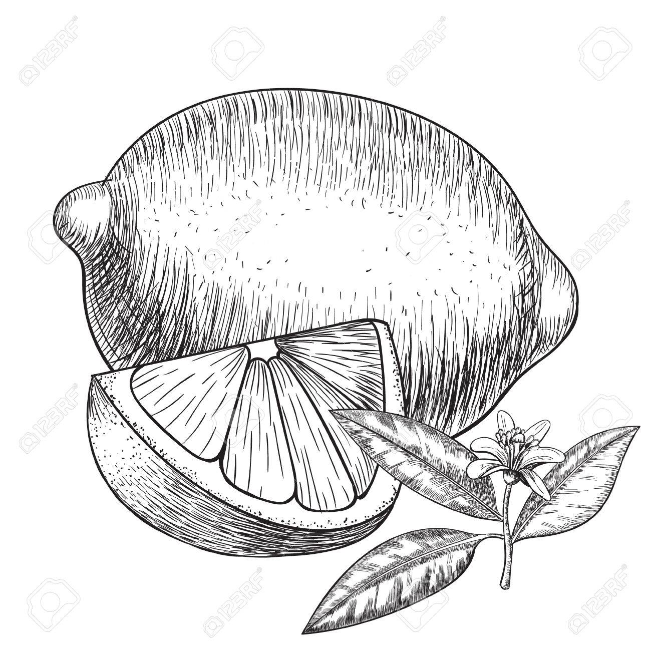 1300x1300 Lime Or Lemon Set. Whole Lemon, Sliced Pieces Half, Leave Sketch