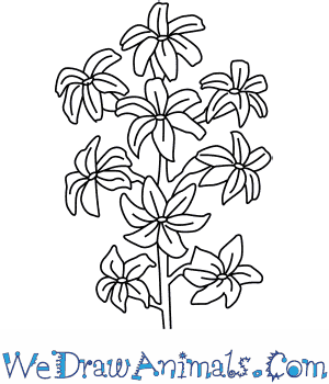 300x350 How To Draw A Hyacinth Flower