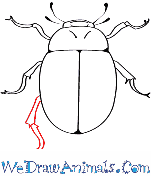 300x350 How To Draw A Water Beetle