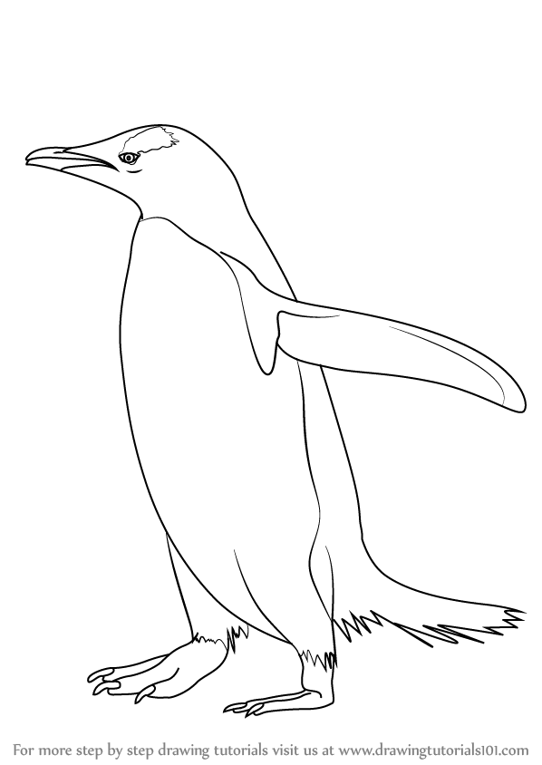 598x844 Learn How To Draw A Gentoo Penguin (Antarctic Animals) Step By