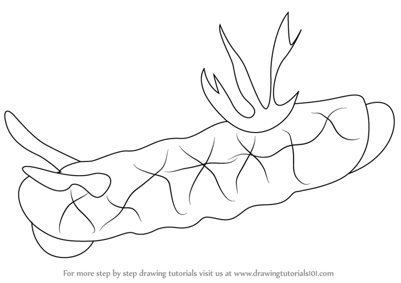 800x566 Learn How To Draw A Nudibranch (Sea Water Animals) Step By Step