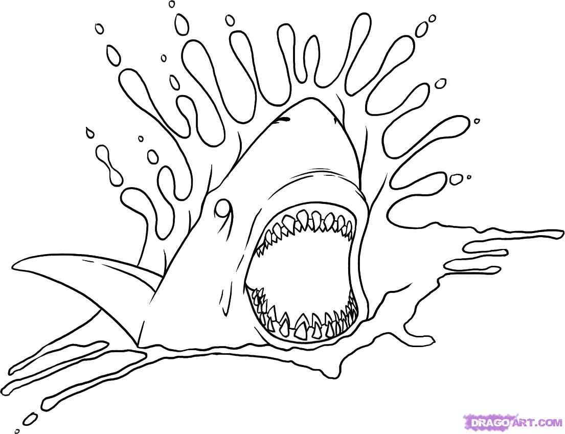 1105x849 Easy Shark Drawing