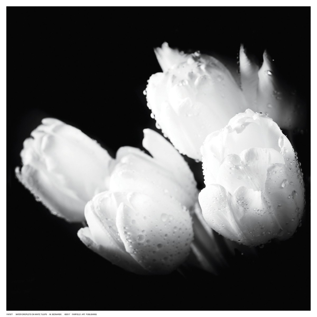 1200x1200 Water Droplets On White Tulips Fairfield Art Publishing