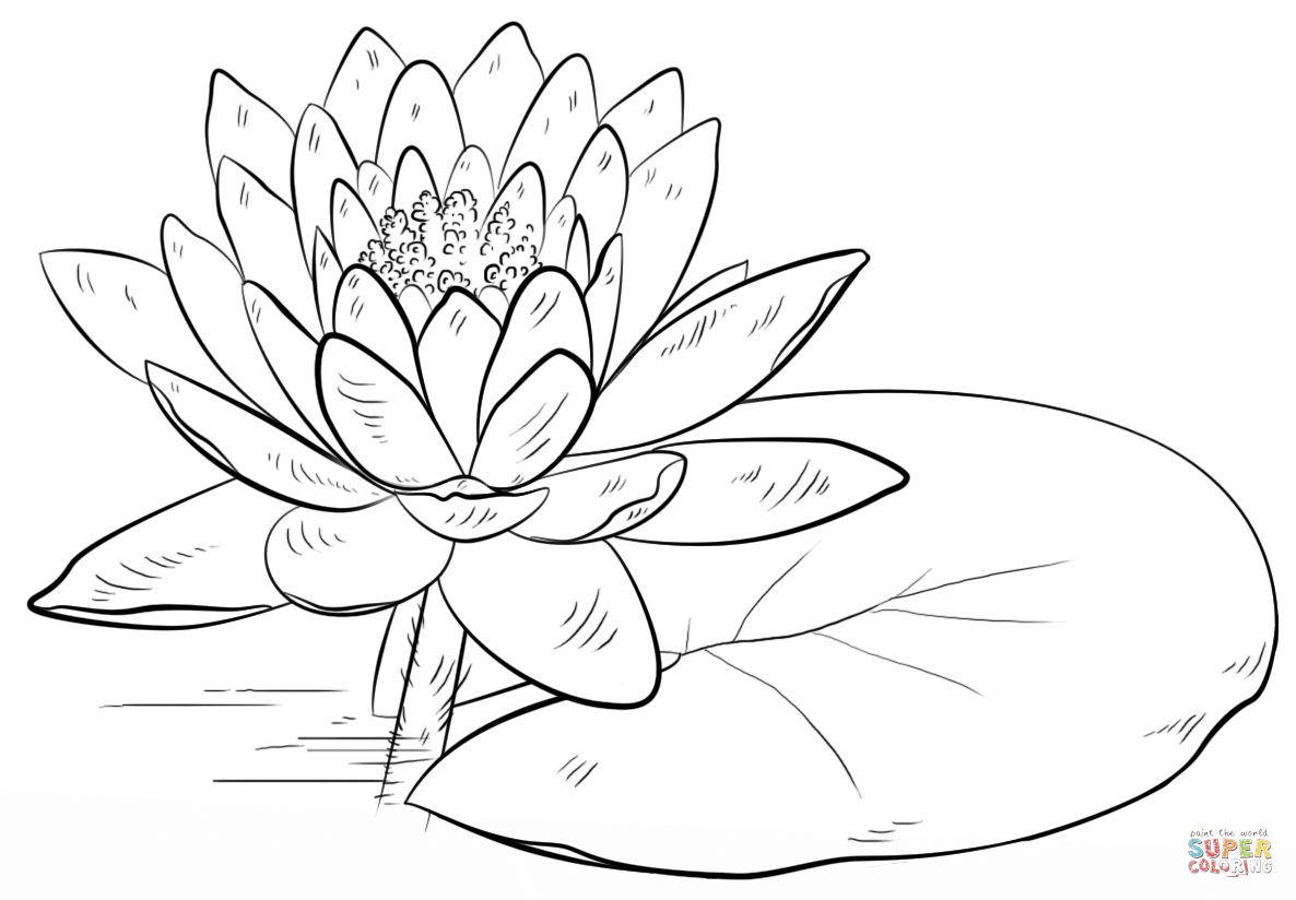 1186x824 Water Lily And Pad Coloring Page Free Printable Coloring Pages