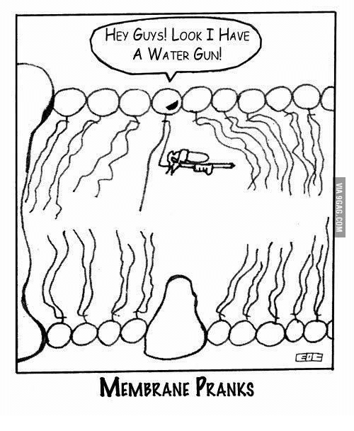 500x608 Hey Guys! Look I Have A Water Gun! Membrane Pranks Hey Guys Meme