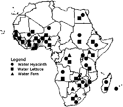 Water Hyacinth Drawing