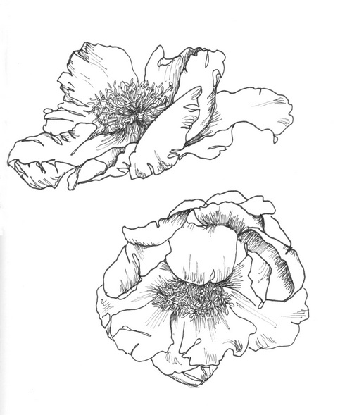 500x589 Category Drawings