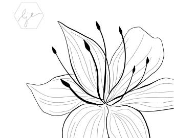 340x270 Cornflower Print Knapweed Drawing Blue Wildflowers Floral