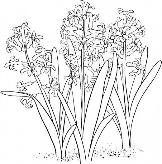 520x525 Hyacinth 1 Flowers Embroidery, Patterns