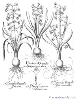 263x342 Ideas In Bloom May 2011