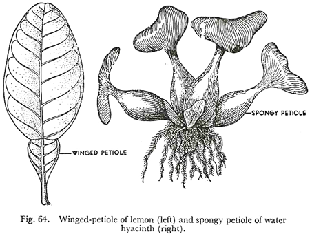 453x343 3 Main Parts Of A Leaf Botany
