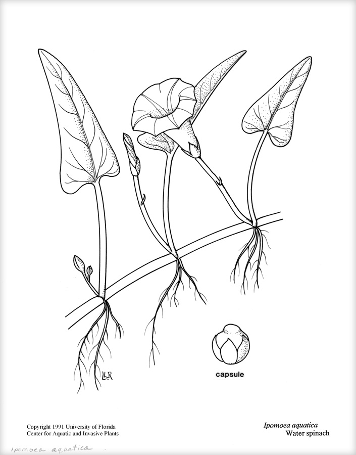 705x900 Water Spinach Plant Management In Florida Waters