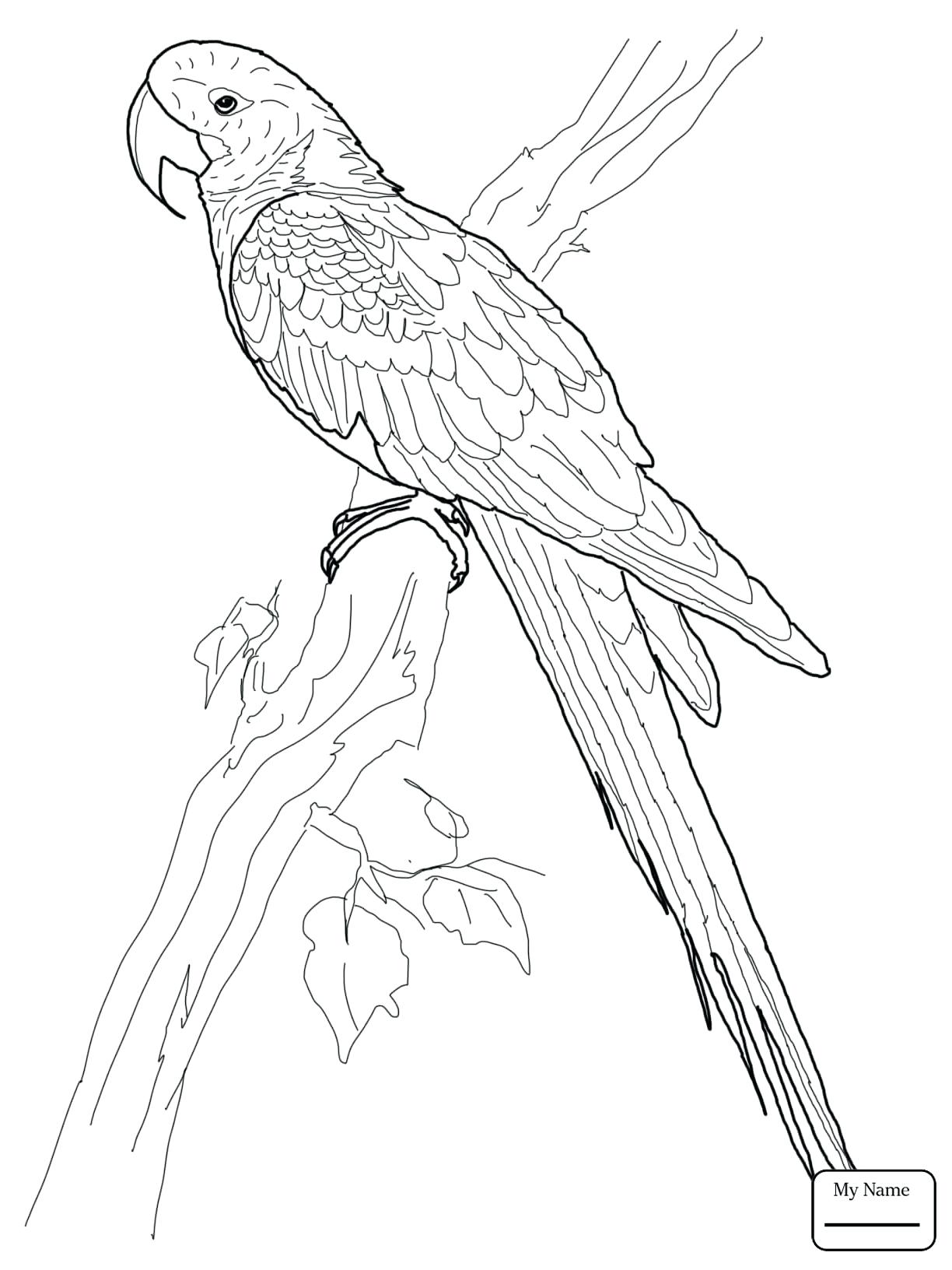 1224x1632 Coloring Scarlet Macaw Coloring Page