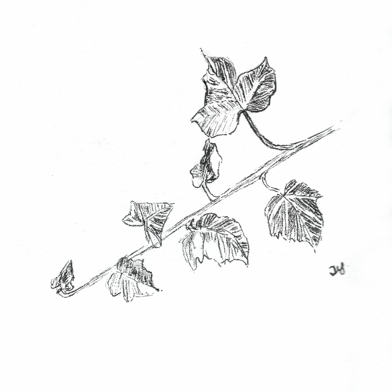 800x800 Ink Donna M. Strachan