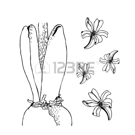 450x450 88 Bulbs Hyacinth Stock Illustrations, Cliparts And Royalty Free