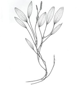 257x277 American Pondweed Aquaplant