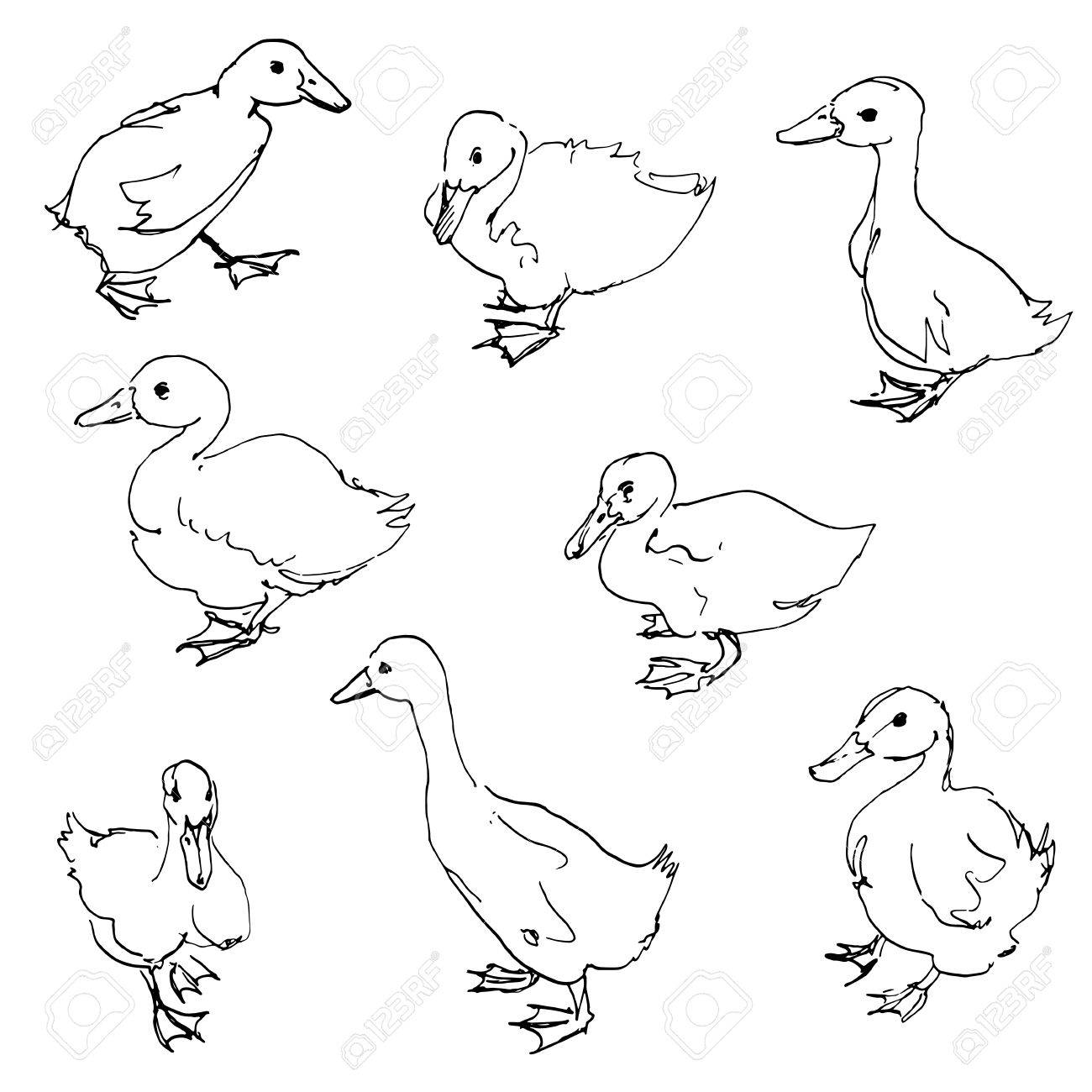 1300x1300 Sketch Of Ducklings, Ink Drawing Birds, Hand Drawn Vector