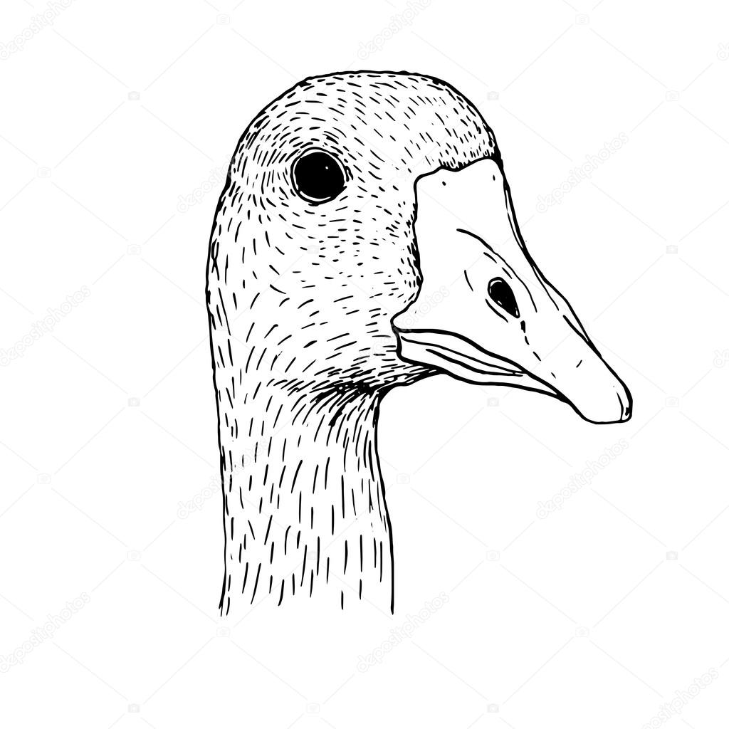 1024x1024 Ink Drawing Head Of Goose Stock Vector Cat Arch Angel