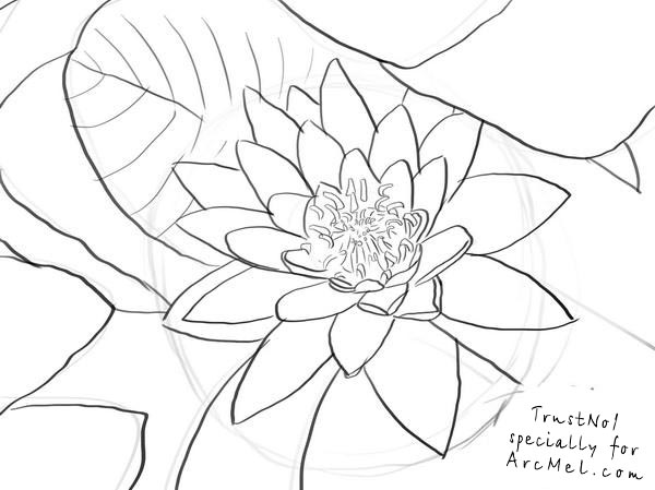 600x449 How To Draw A Water Lily Step By Step
