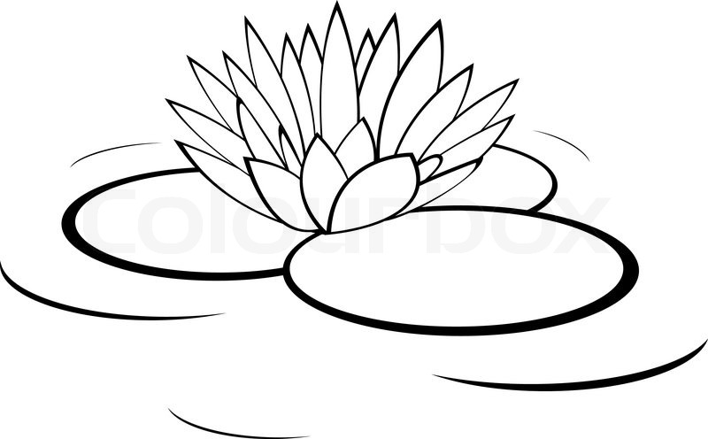 800x496 Vector Monochrome Illustration Of Water Lily Flower Stock Vector