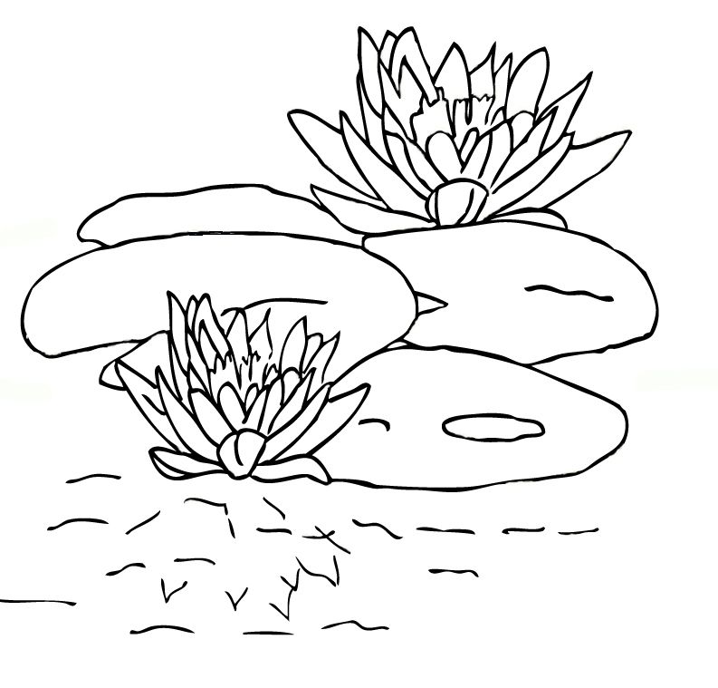 793x759 Water Lily Coloring Pages Pad Page