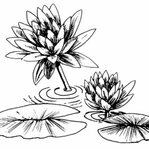 300x300 Water Lily Pad Coloring Page Color Luna