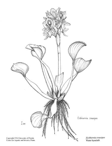 443x576 Drawn Lily Water Hyacinth