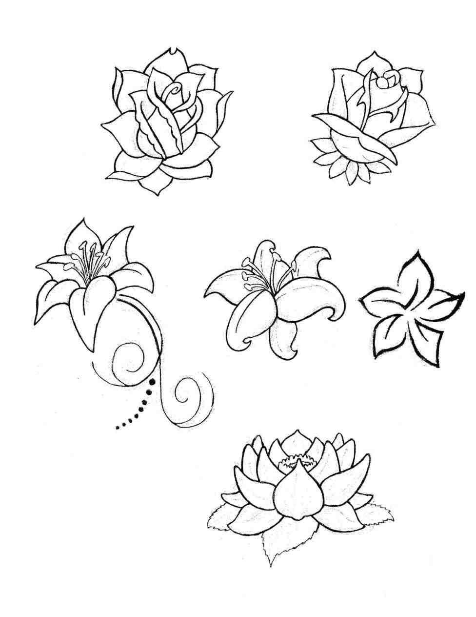 976x1264 Water Lily Flower Drawing Step By Step