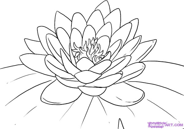 600x420 Water Lily Flower Coloring Page