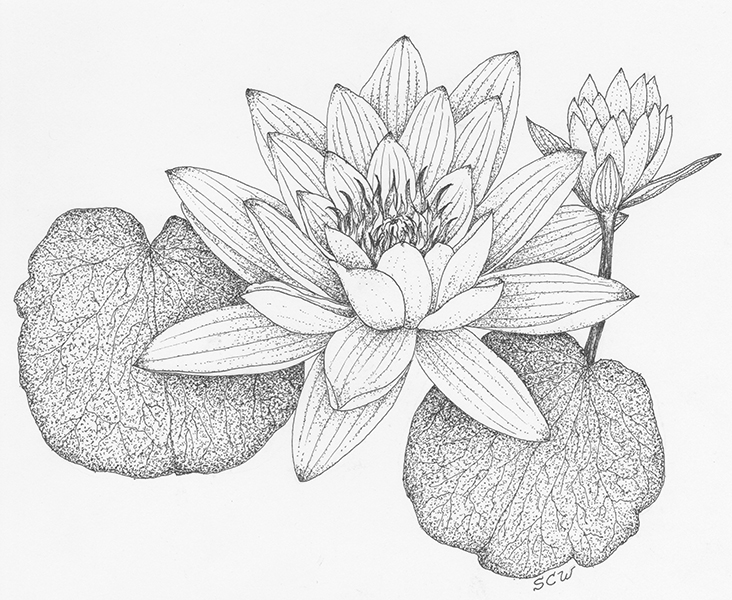 732x600 Water Lily Petal Cutters World Of Sugar Art