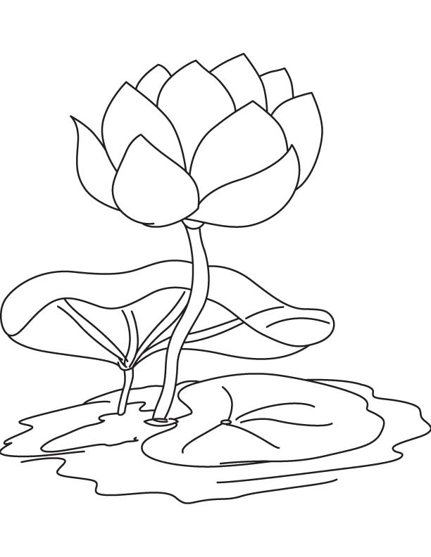 612x792 Water Lily Flower And Pad Coloring Page Download Free Water Lily