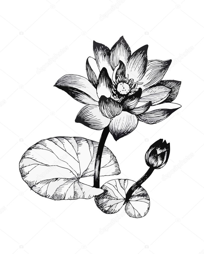821x1023 Water Lily Flowers On Pond Black And White Illustration Stock
