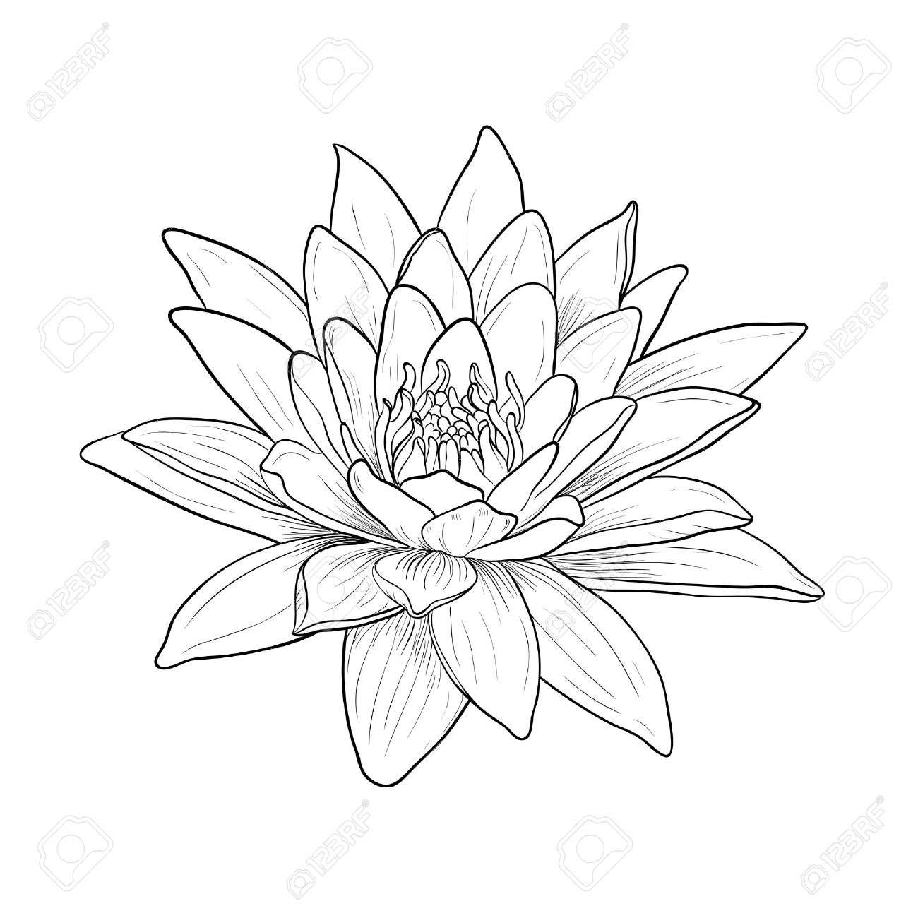 1300x1300 Floral Water Lily. Vector Line Style Royalty Free Cliparts