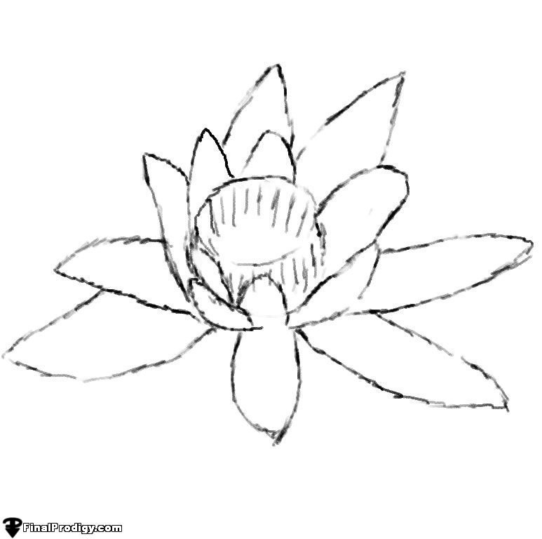 773x768 How To Draw A Water Lily