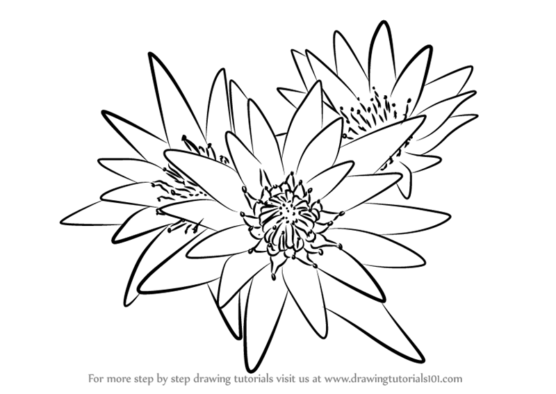 800x567 Learn How To Draw Water Lily Plant (Lily) Step By Step Drawing