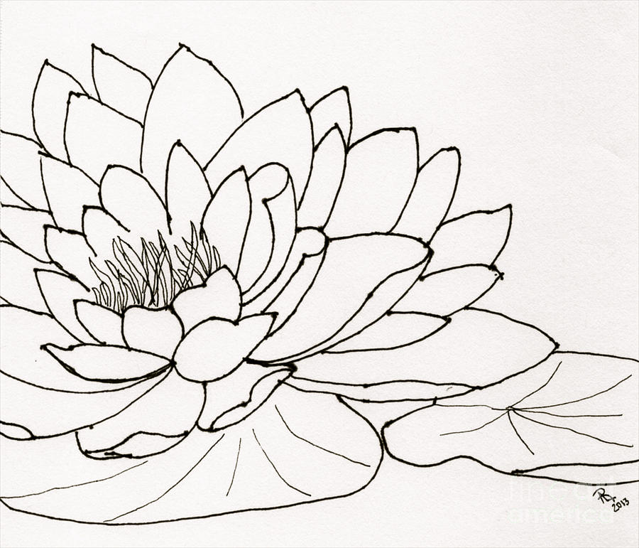 900x771 Water Lily Line Drawing Drawing By Anita Lewis