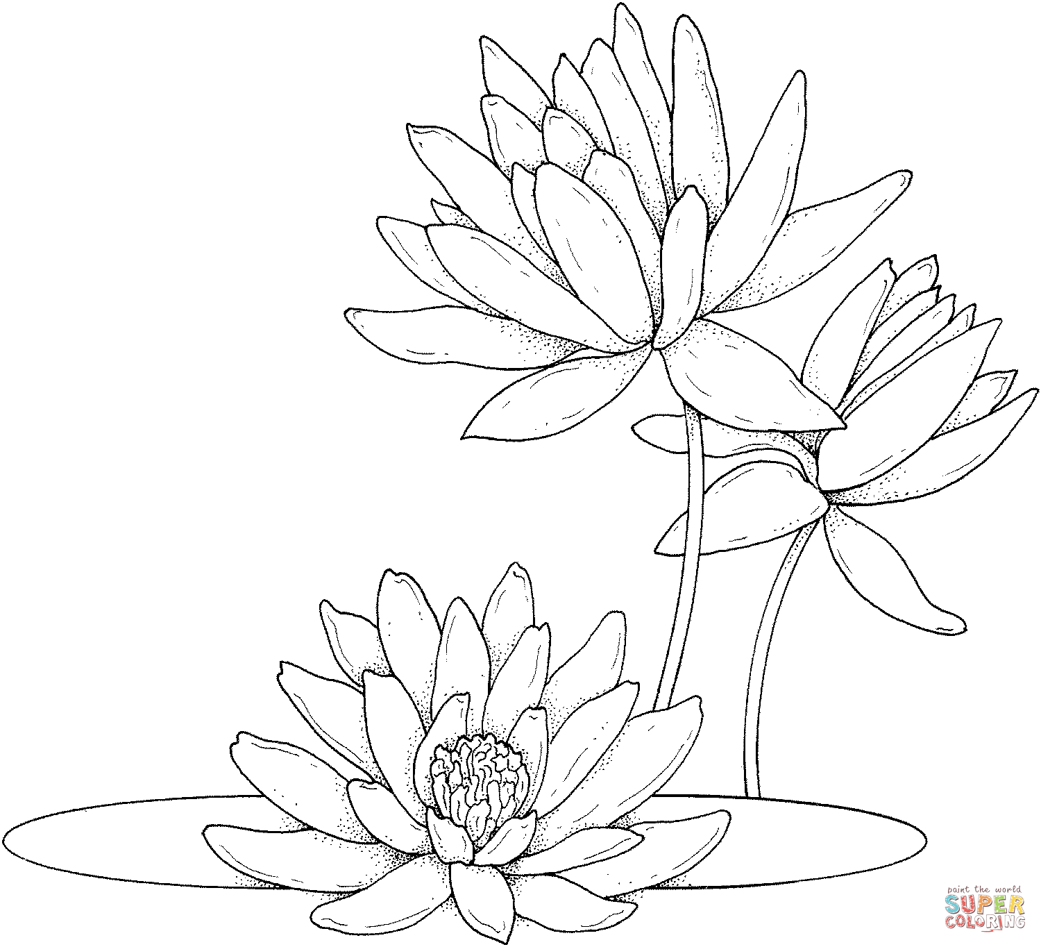 1500x1364 Water Lilies Coloring Page Free Printable Coloring Pages