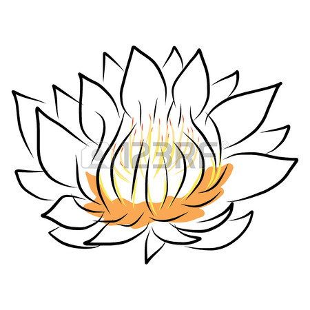 450x450 Hand Drawing Water Lily, Lotus, Flower. Vector Eps10 Royalty Free