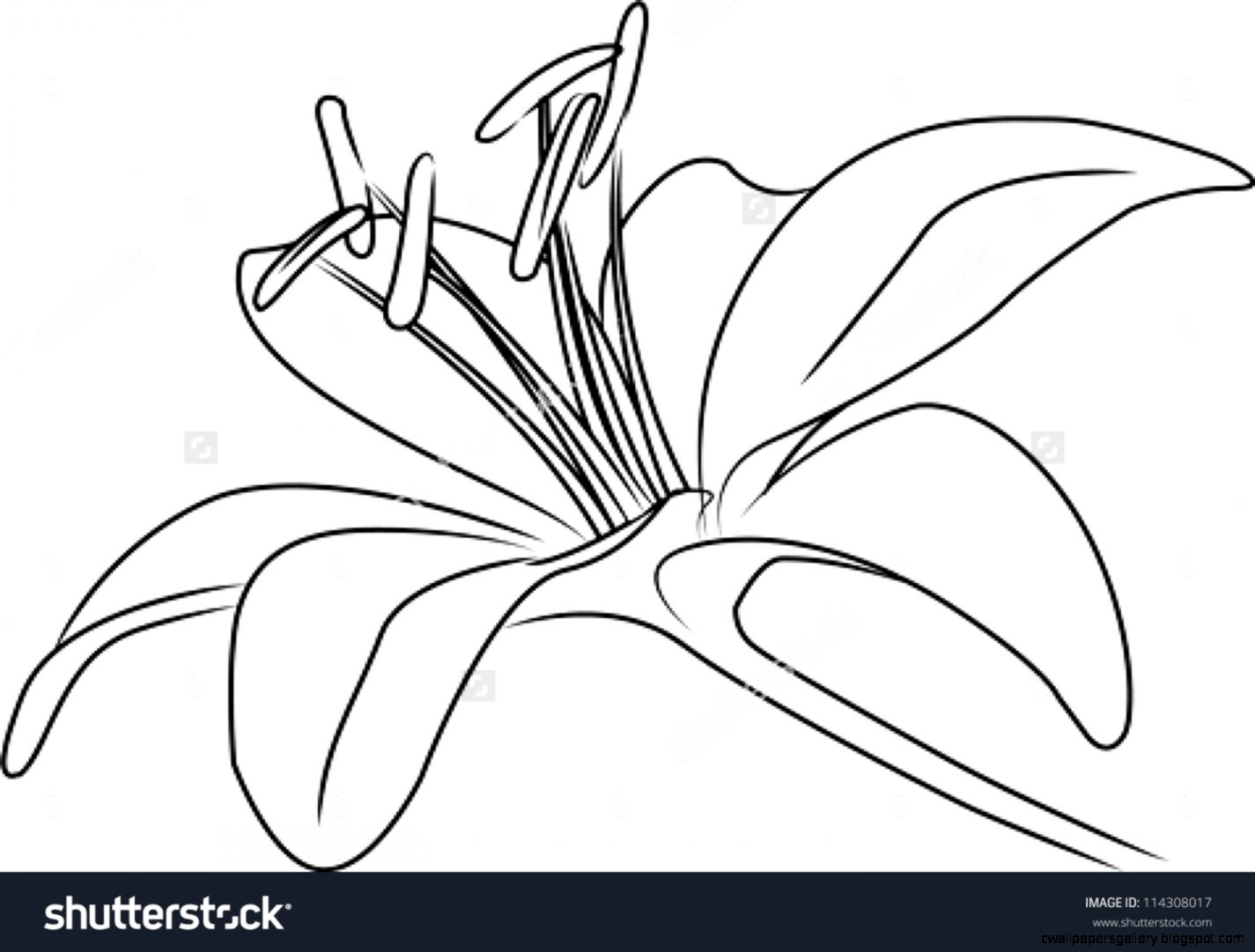 1425x1081 Lily Flower Drawing Outline Wallpapers Gallery
