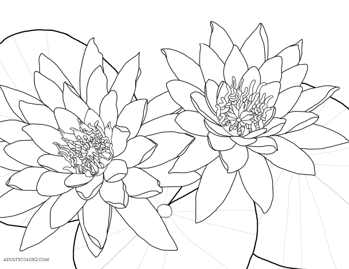 1210x935 Lotus Flower Or Water Lily Coloring Page