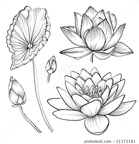 450x468 Lotus Water Lily Vector Beautiful Flower Buttons