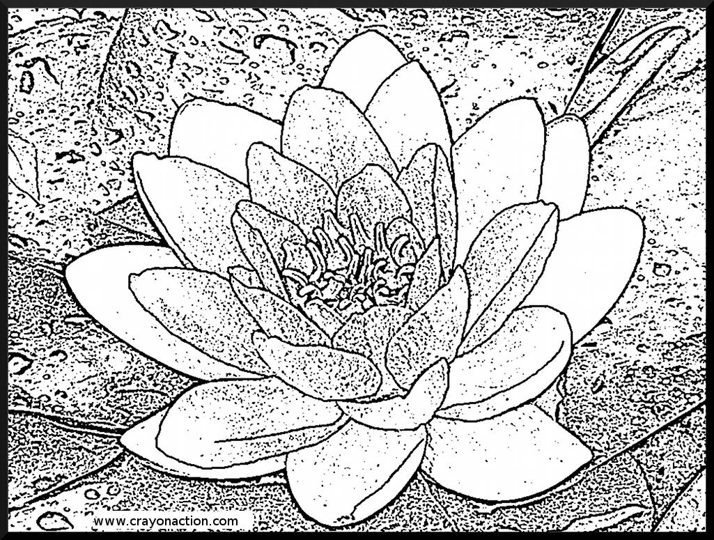 1025x775 Water Lily Coloring Page Crayon Action Coloring Pages