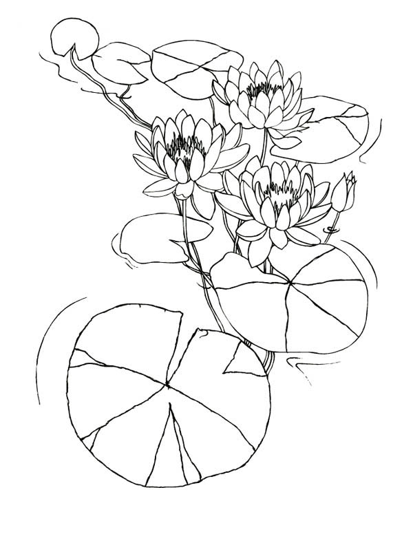 600x776 Water Lily Flowers Among Lily Pad Coloring Page Color Luna