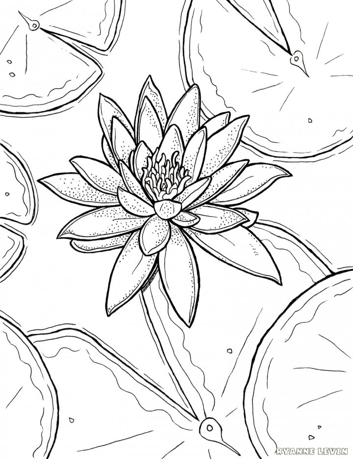 720x935 Free Printable Water Lily Coloring Page Download Ryanne Levin