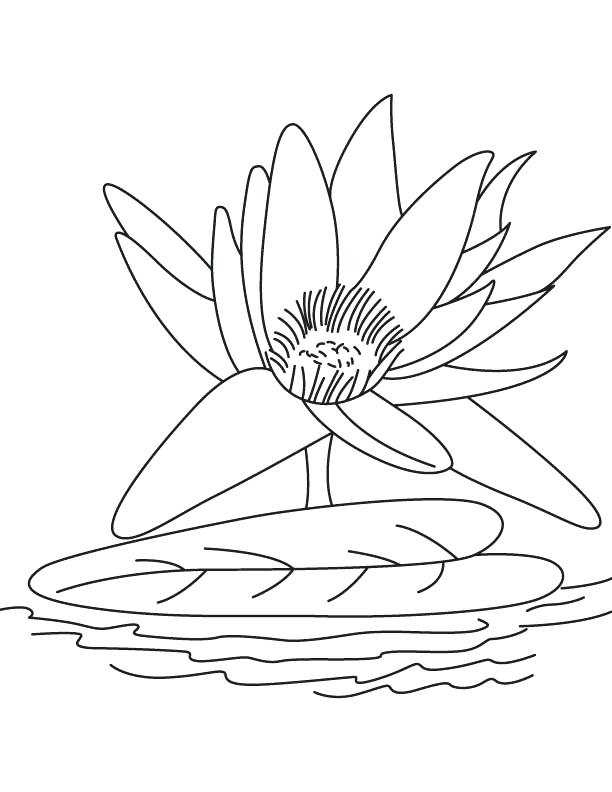 612x792 Lily Coloring Pages As Butterfly Coloring Sheet Butterfly Fatty