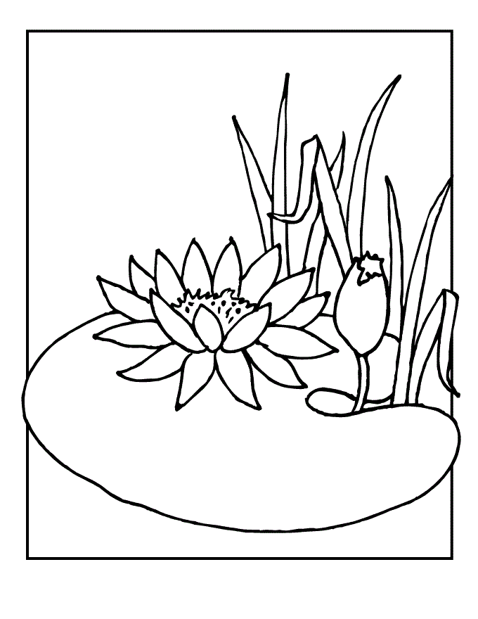 680x880 Lily Pad Coloring Page Water Lily Pad Coloring Page