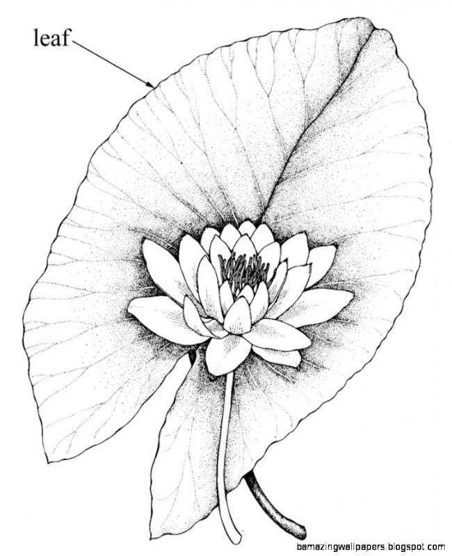 650x800 Simple Water Lily Drawing Amazing Wallpapers