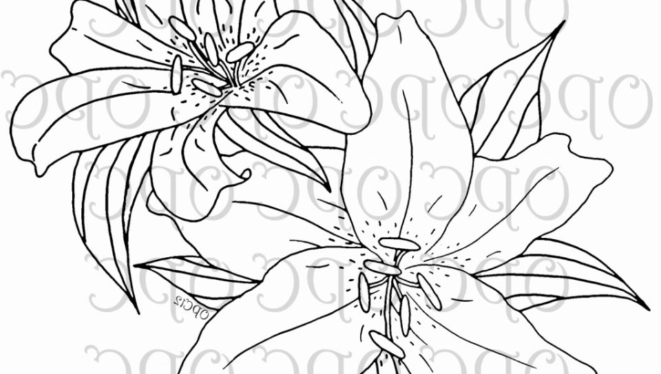 960x544 Water Lilies Coloring Page To Print And Download Lily For Kids